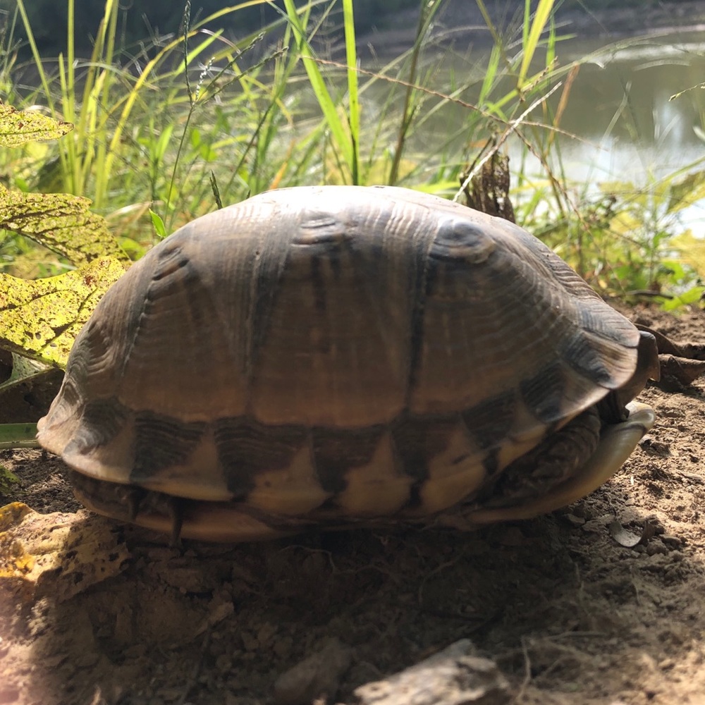 Meet your Posher, Cameron